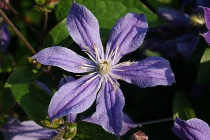  Bosrank (Clematis 'Arabella')