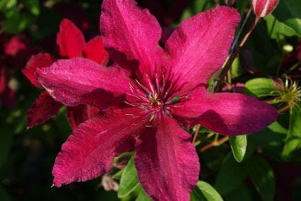  Bosrank (Clematis 'Ruutel')