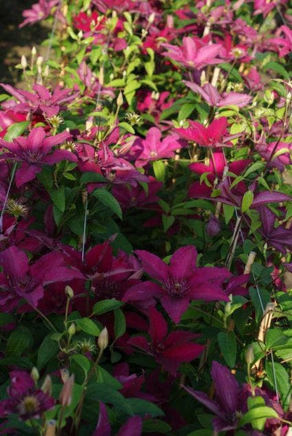  Bosrank (Clematis 'Ruutel')