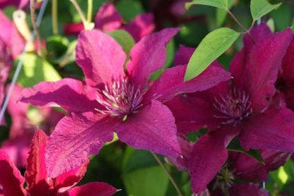  Bosrank (Clematis 'Ruutel')