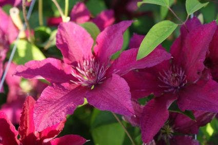  Bosrank (Clematis 'Ruutel')