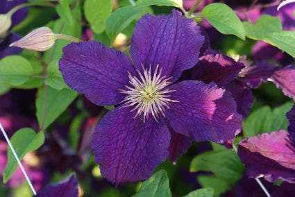  Bosrank (Clematis 'Rasputin')