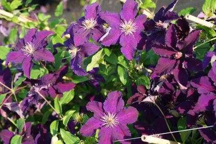  Bosrank (Clematis 'Rasputin')