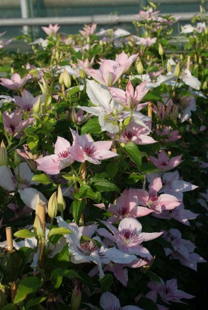  Bosrank (Clematis 'Pink Fantasy')