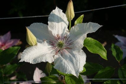  Bosrank (Clematis 'Pink Fantasy')