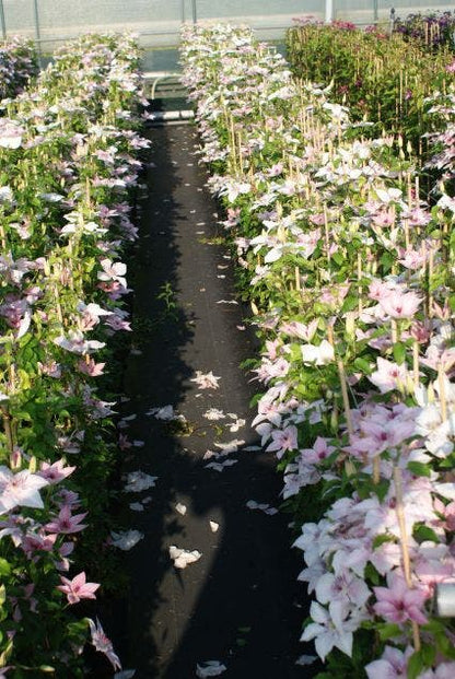  Bosrank (Clematis 'Pink Fantasy')