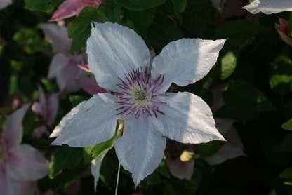  Bosrank (Clematis 'Pink Fantasy')