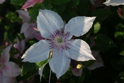  Bosrank (Clematis 'Pink Fantasy')
