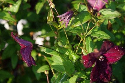  Bosrank (Clematis Viticella 'Royal Velours')
