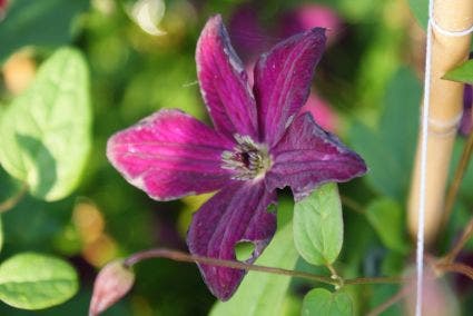  Bosrank (Clematis Viticella 'Royal Velours')
