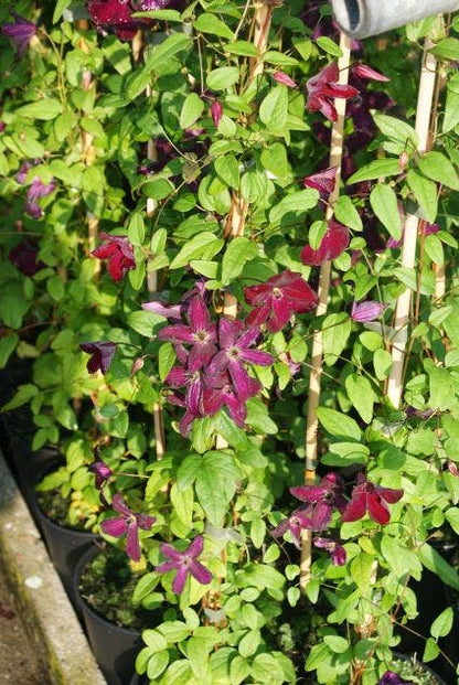  Bosrank (Clematis Viticella 'Royal Velours')