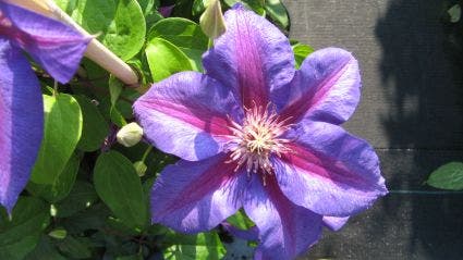  Bosrank (Clematis 'Mrs N Thompson')