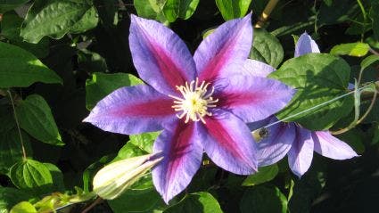  Bosrank (Clematis 'Barbara Jackman')
