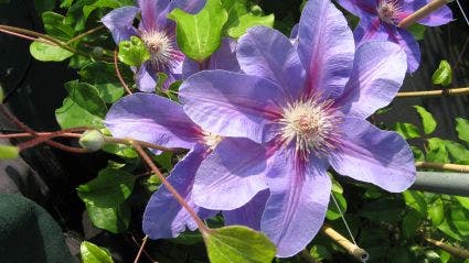  Bosrank (Clematis 'Etoile De Malicorne')