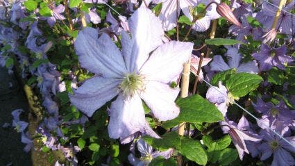  Bosrank (Clematis 'Prince Charles')
