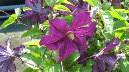  Bosrank (Clematis ´Romantika´)