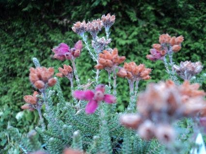  Gewone Dopheide (Erica Tetralix)