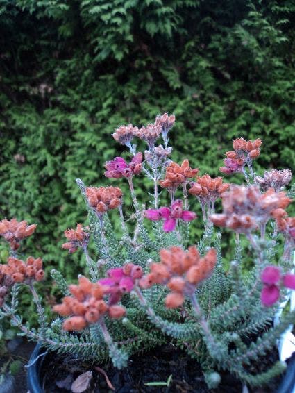 Gewone Dopheide (Erica Tetralix)