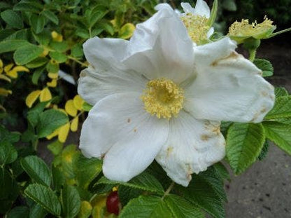  Rimpelroos (Rosa Rugosa 'Alba')
