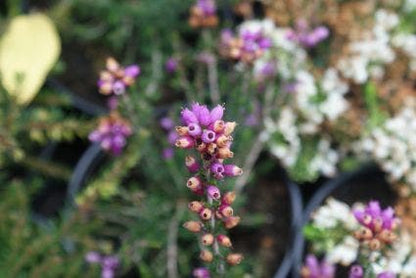  Gewone Dopheide (Erica Tetralix)