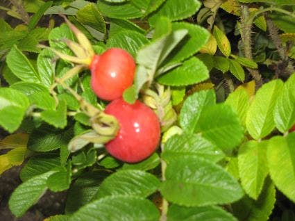  Rimpelroos (Rosa Rugosa)