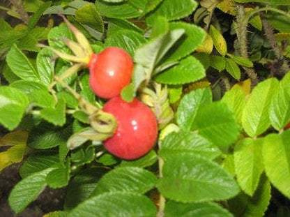  Rimpelroos (Rosa Rugosa 'Rubra')