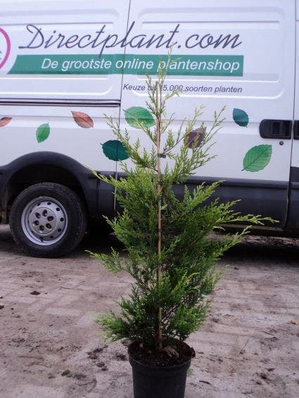  Haagconifeer (Cupressocyparis Leylandii 'Castlewellan Gold' )