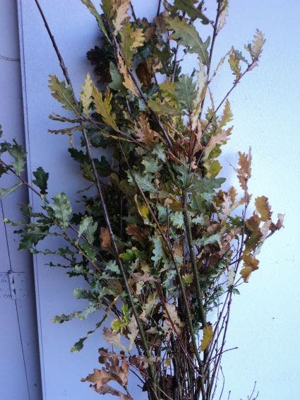  Zomereik, Bosplantsoen (Quercus Robur)