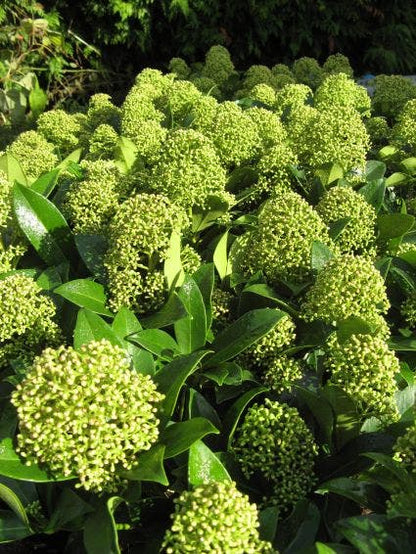 Skimmia (Skimmia Japonica 'Fragrant Cloud')