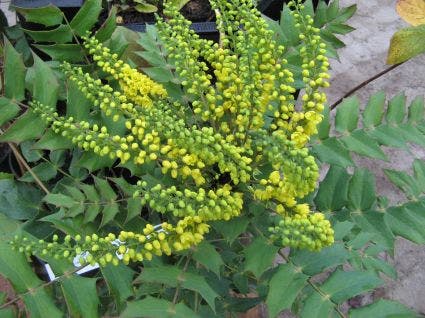  Mahoniestruik (Mahonia Media 'Charity')
