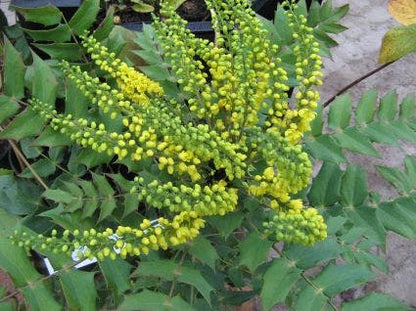  Mahoniestruik (Mahonia Media 'Charity')
