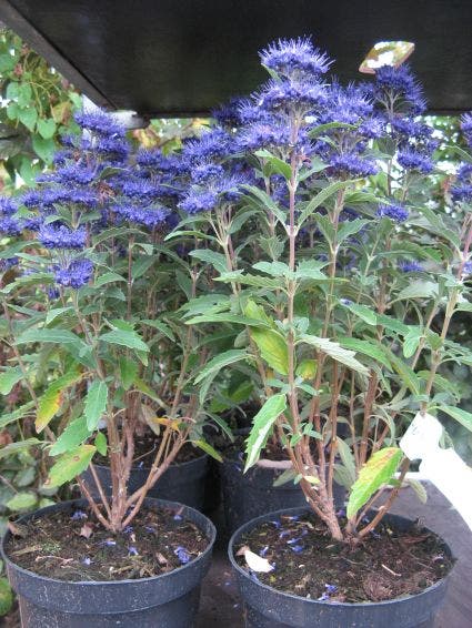  Caryopteris (Caryopteris Clandonensis 'Grand Blue')