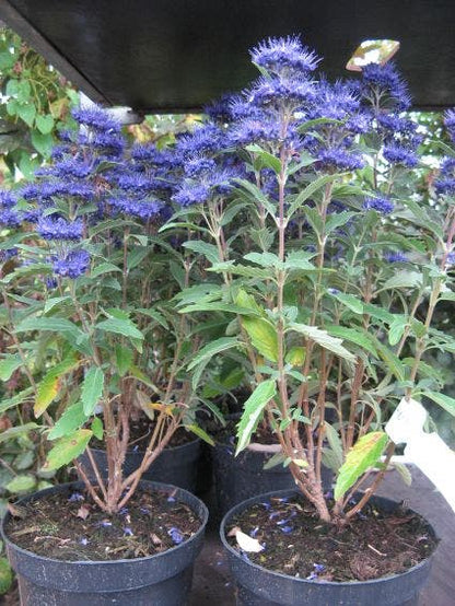  Caryopteris (Caryopteris Clandonensis 'Grand Blue')