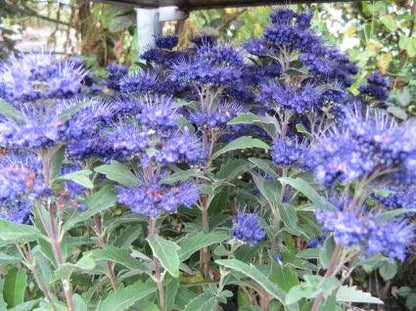  Caryopteris (Caryopteris Clandonensis 'Grand Blue')
