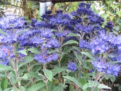  Caryopteris (Caryopteris Clandonensis 'Grand Blue')