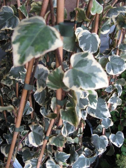  Kaukasische Klimop (Hedera Colchica 'Dentata Variegata')