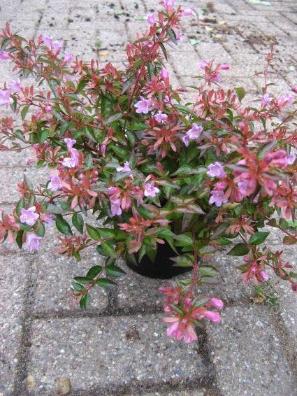  Abelia (Abelia Grandiflora 'Hopleys')