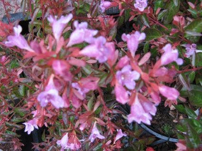  Abelia (Abelia Grandiflora 'Hopleys')
