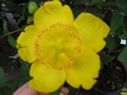  Hertshooi (Hypericum 'Peter Dummer')
