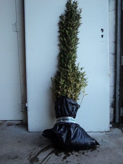  Ligusterhaag (Ligustrum Ovalifolium)