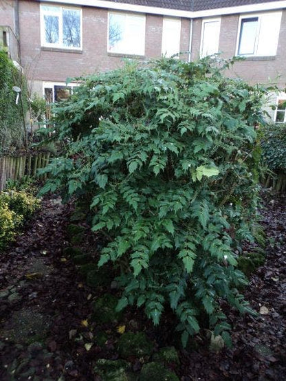  Chinese Mahoniestruik (Mahonia Bealei 'Hivernant')