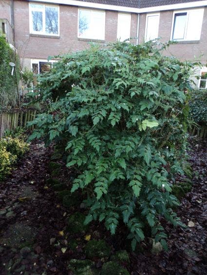  Chinese Mahoniestruik (Mahonia Bealei 'Hivernant')