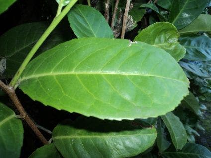  Laurier (Prunus Laurocerasus 'Rotundifolia')