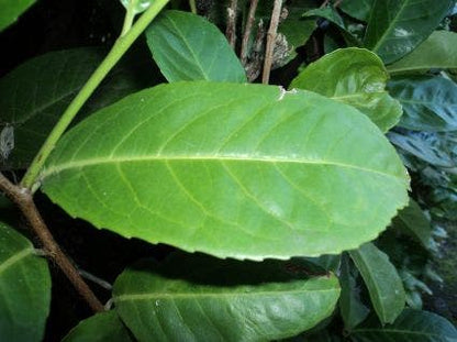 Laurier (Prunus Laurocerasus 'Rotundifolia')