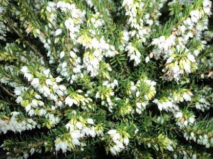  Witte Winterheide (Erica Darleyensis 'White Perfection')