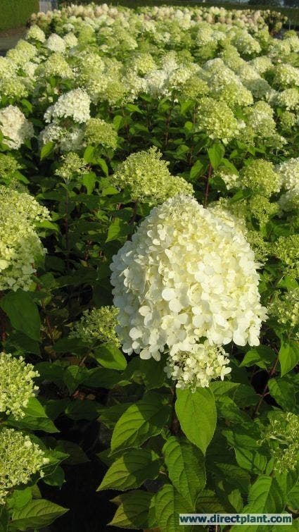  Pluimhortensia (Hydrangea Paniculata 'Limelight'®)