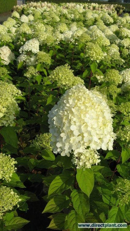  Pluimhortensia (Hydrangea Paniculata 'Limelight'®)