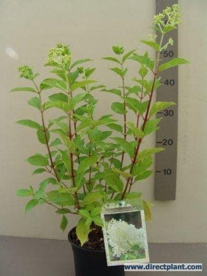  Pluimhortensia (Hydrangea Paniculata 'Limelight'®)