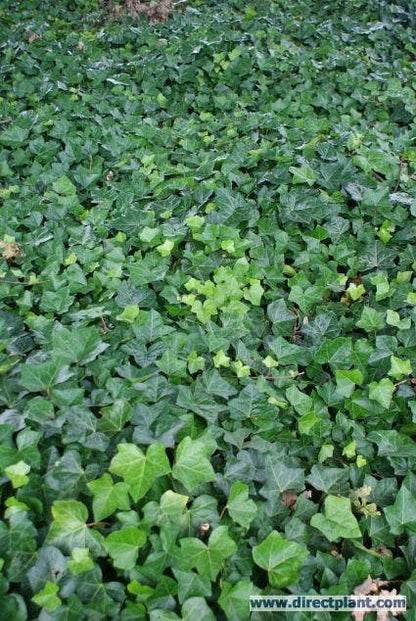  Grootbladige Klimop (Hedera Hibernica)