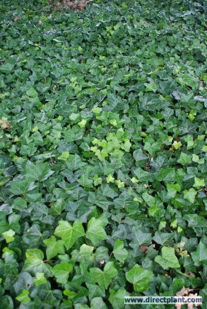  Grootbladige Klimop (Hedera Hibernica)